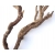 Gałęzie CURRY M korzeń 25-30cm